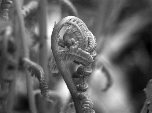 early spring fern