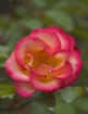 Rose #15