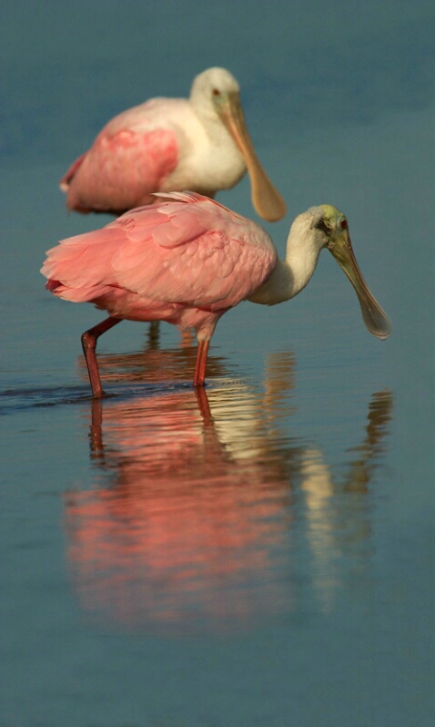 Two Roseate Spoonbills - ID: 405180 © James E. Nelson