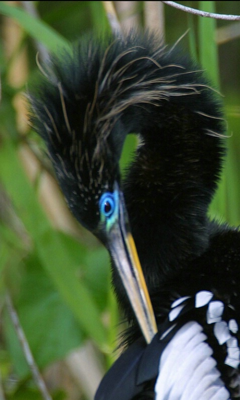 Anhinga - ID: 405187 © James E. Nelson