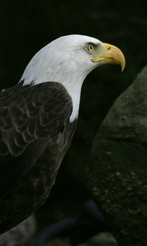 Bald Eagle - ID: 405188 © James E. Nelson