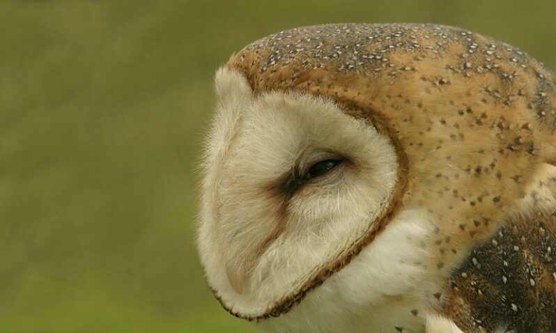 Barn Owl - ID: 405189 © James E. Nelson