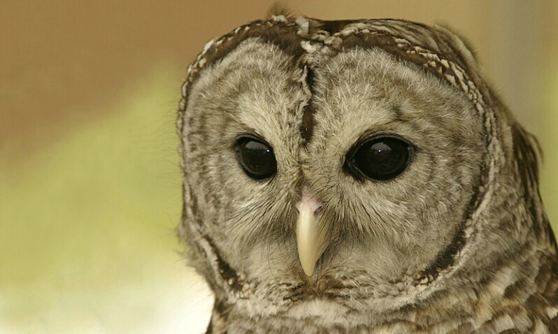 Barred Owl - ID: 405190 © James E. Nelson