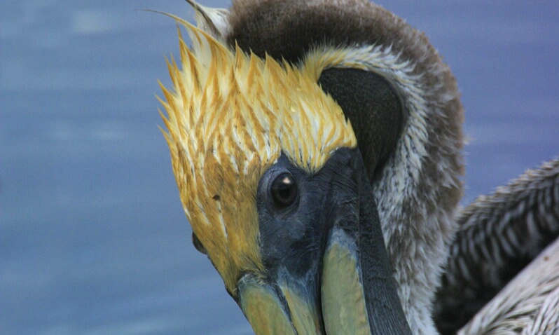 Brown Pelican - ID: 405192 © James E. Nelson