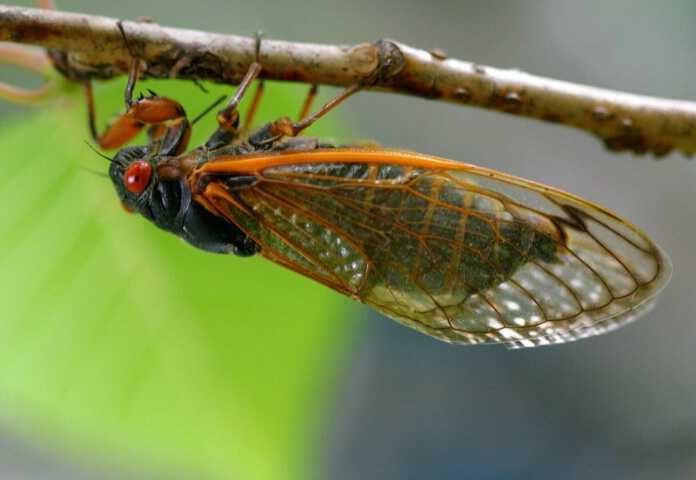 Brood X Cicada