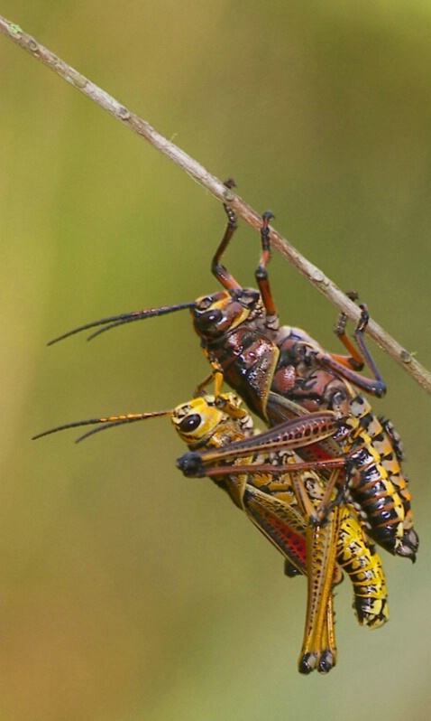 Lubber Grasshoppers 2 - ID: 405315 © James E. Nelson