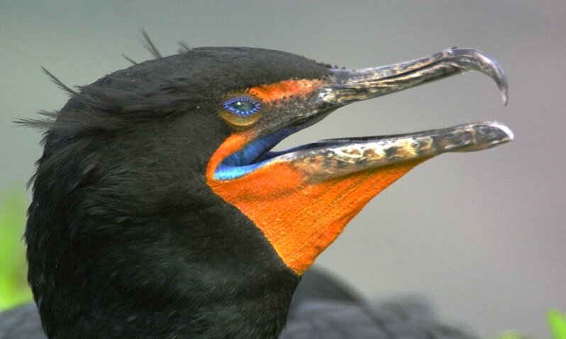 Cormorant - ID: 405394 © James E. Nelson