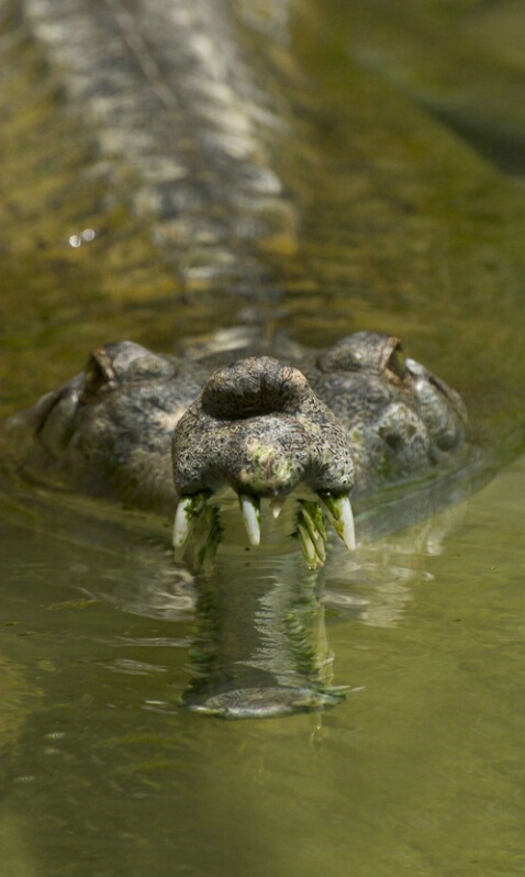 Crocodile - ID: 405395 © James E. Nelson