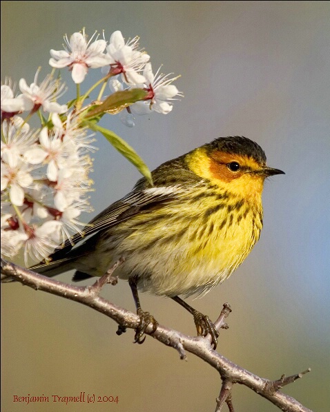 Cape May Warbler