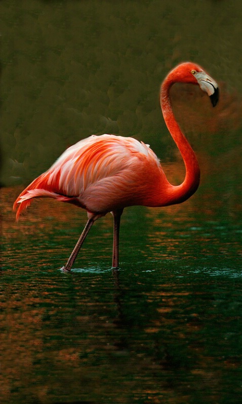 Flamingos - ID: 405953 © James E. Nelson