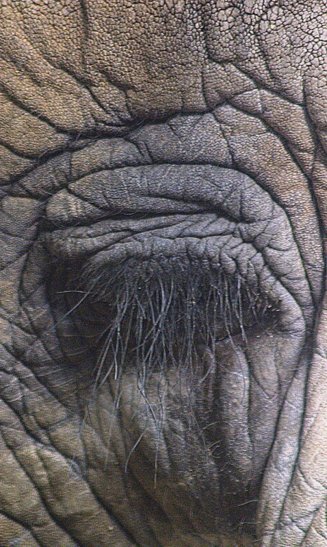 Elephant's Eye - ID: 405955 © James E. Nelson