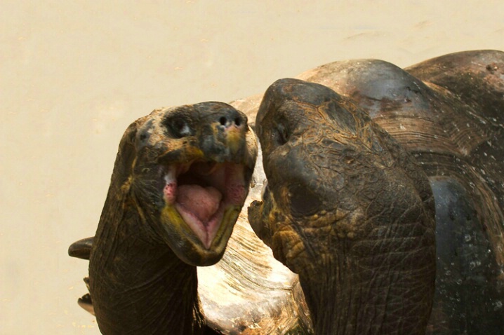 Galapogos Tortoises - ID: 405956 © James E. Nelson