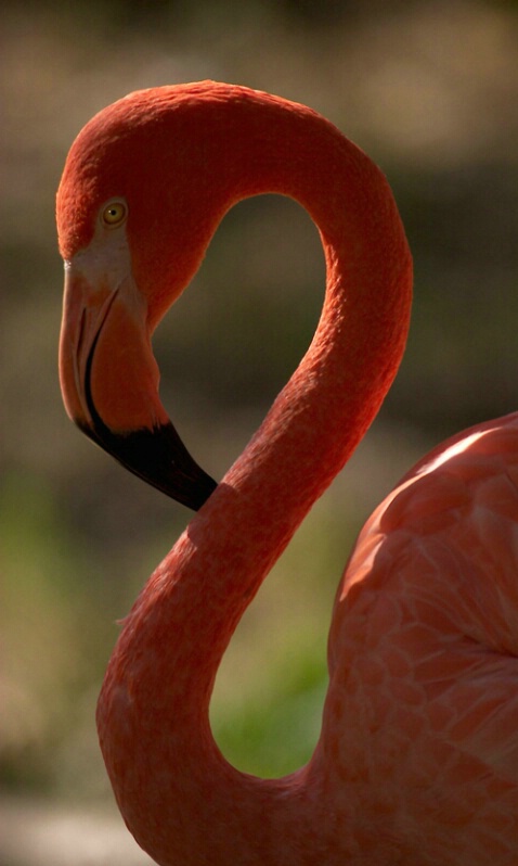 Flamingo - ID: 405957 © James E. Nelson