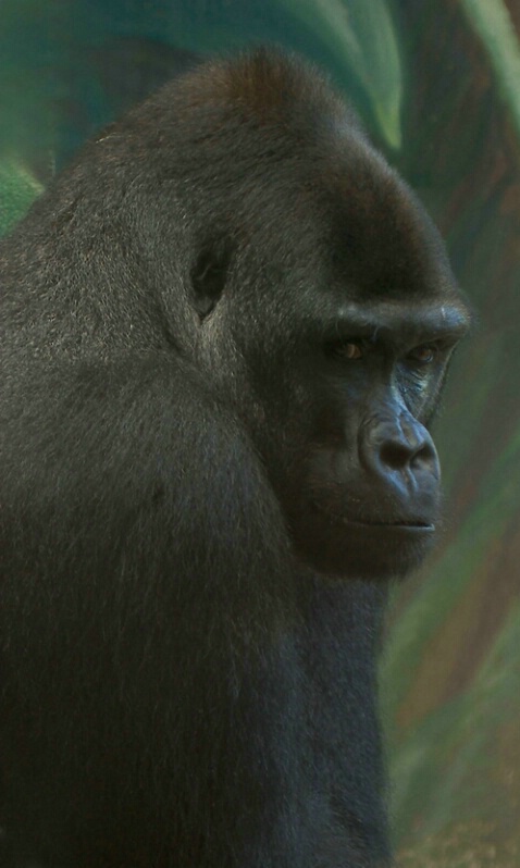 Gorilla - ID: 406226 © James E. Nelson