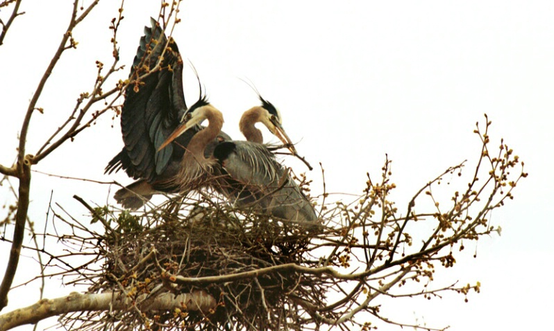 Great Blue Herons-Cuyahoga Valley National Park - ID: 406229 © James E. Nelson