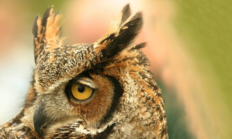 Great Horned Owl - ID: 406241 © James E. Nelson