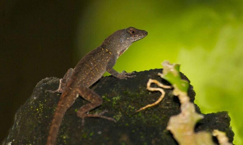 Green Anole Lizard - ID: 406242 © James E. Nelson