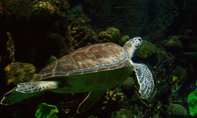 Geen Sea Turtle - ID: 406243 © James E. Nelson