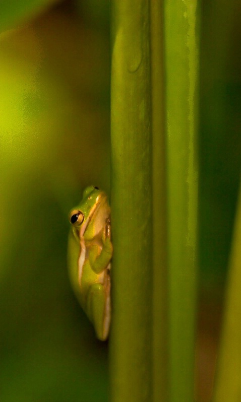 Green Tree Frog 1
