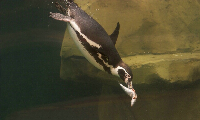 Humboldt Penguin 3 - ID: 406256 © James E. Nelson