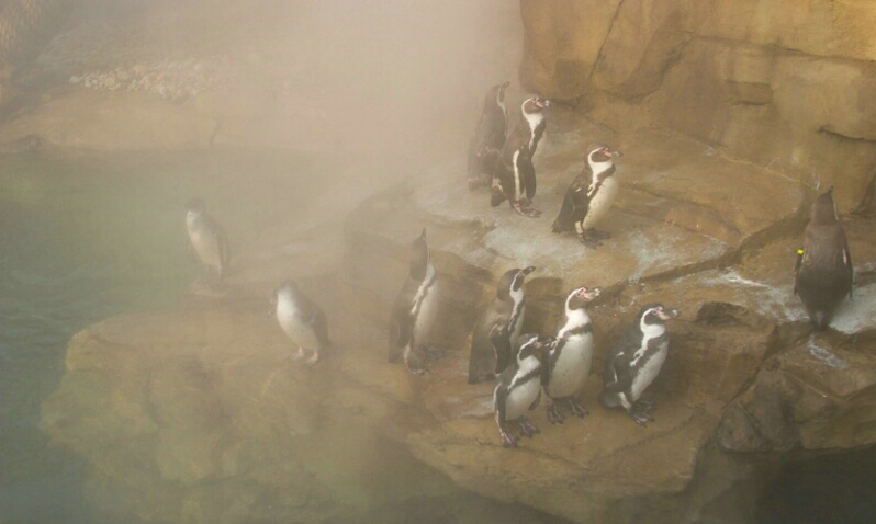 Humboldt Penguins 2 - ID: 406257 © James E. Nelson