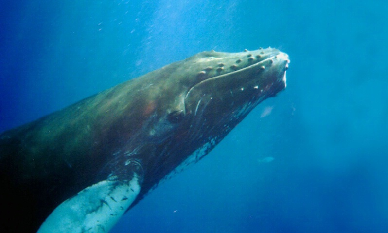 Humpback Whale 1-Dominican Republic - ID: 406258 © James E. Nelson