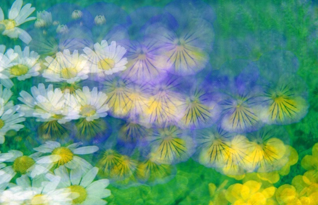 Multi Flowers - 8 exposures; random movements - ID: 406352 © Sharon E. Lowe