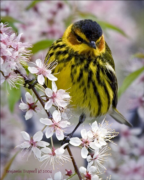 Cape May Warbler