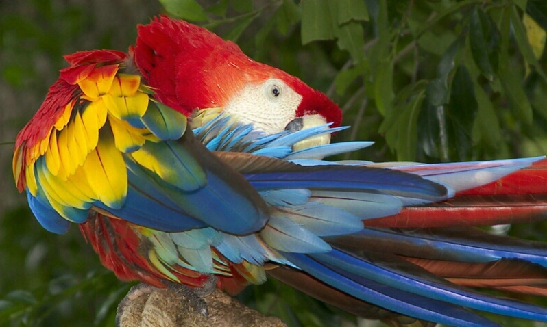 Macaw - ID: 406467 © James E. Nelson