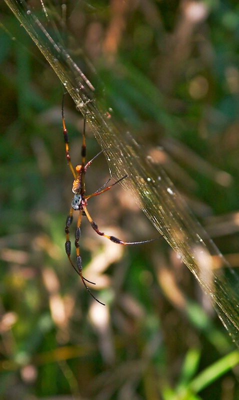 Golden Silk Spider 3 - ID: 406468 © James E. Nelson