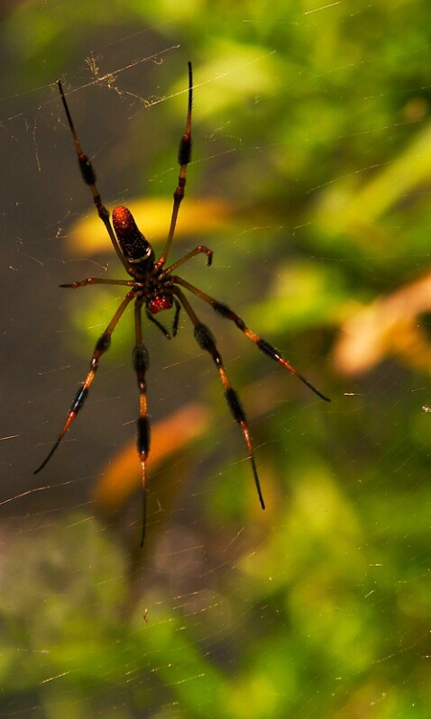 Golden Silk Spider 1 - ID: 406470 © James E. Nelson