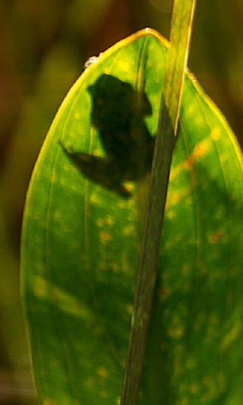Green Tree Frog - ID: 406471 © James E. Nelson