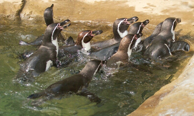 Humboldt Penguins - ID: 406493 © James E. Nelson