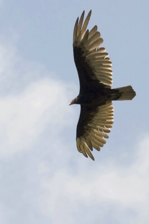 Turkey Vulture - ID: 406494 © James E. Nelson