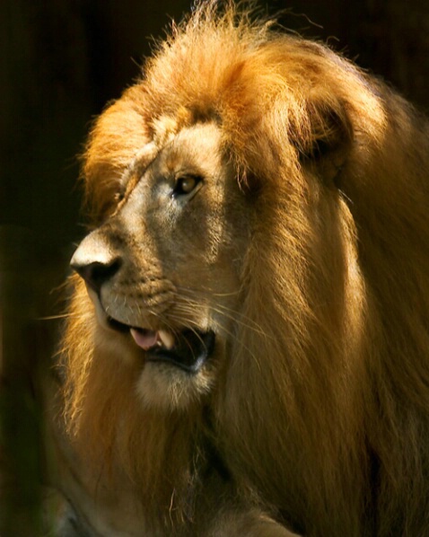 African Lion Head - ID: 406496 © James E. Nelson