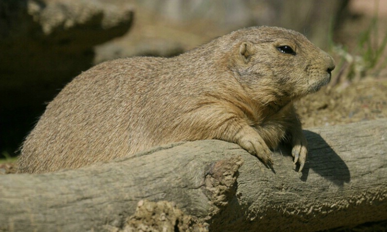 Prairie Dog - ID: 406502 © James E. Nelson