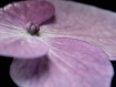Hydrangea Blossom