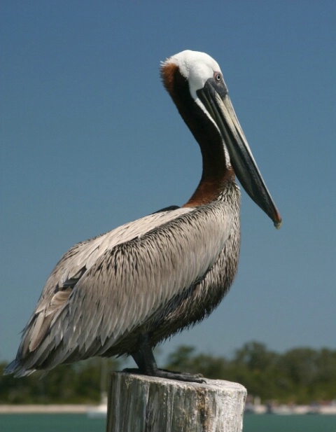 Perched