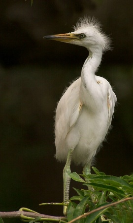 Egret Chick