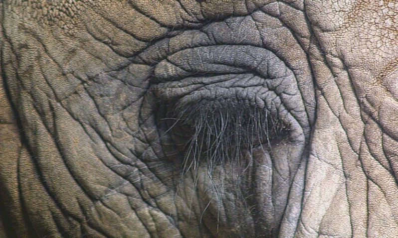Elephant Eye - ID: 407247 © James E. Nelson