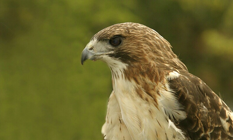 Red-tailed Hawk - ID: 407248 © James E. Nelson