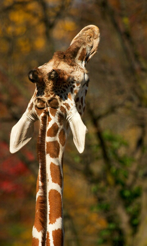 Reticulated Giraffe - ID: 407249 © James E. Nelson
