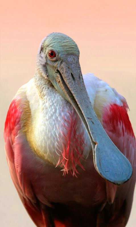 Roseate Spoonbill - ID: 407251 © James E. Nelson