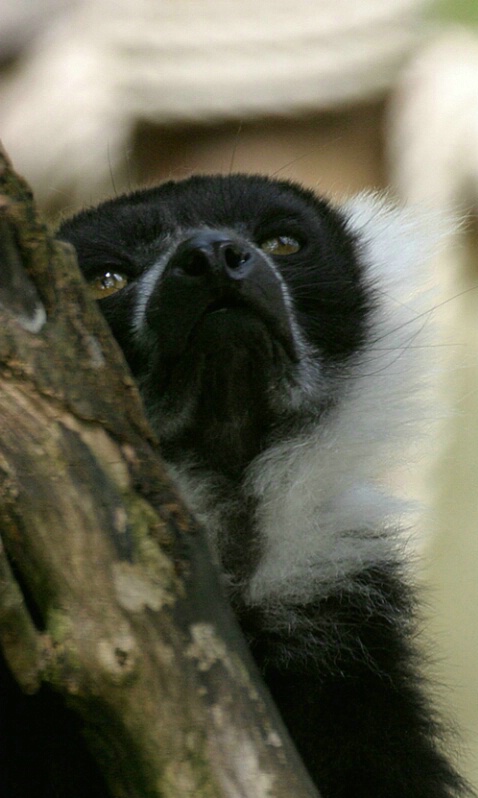 Ruffed Lemur - ID: 407276 © James E. Nelson