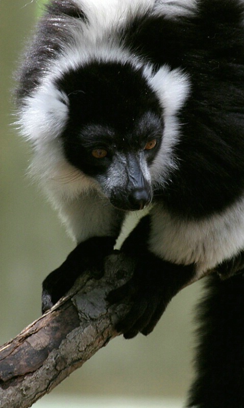 Ruffed Lemur - ID: 407277 © James E. Nelson