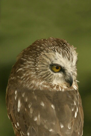 Saw-wet Owl - ID: 407278 © James E. Nelson