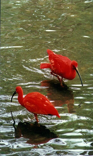 Scarlet Ibis - ID: 407279 © James E. Nelson