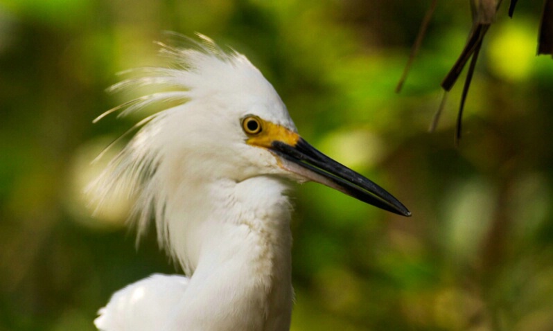 Snowy Egret 1 - ID: 407313 © James E. Nelson