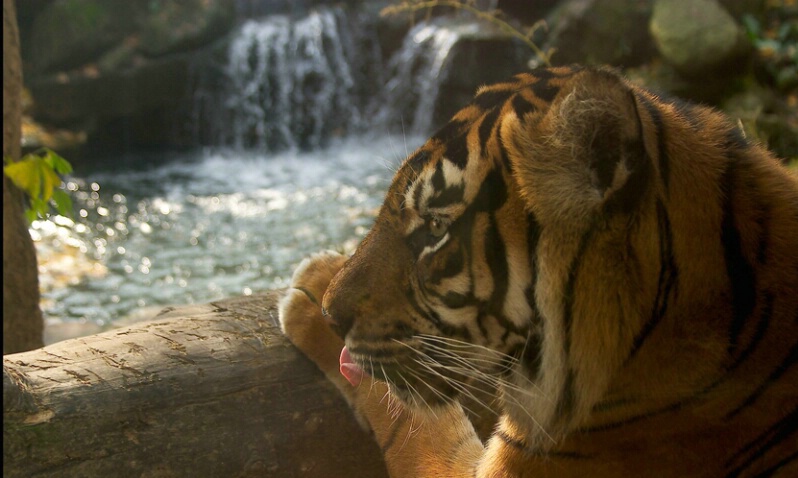 Sumatran Tiger - ID: 407322 © James E. Nelson