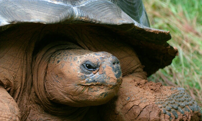 Galapogos Tortoise - ID: 407325 © James E. Nelson